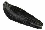 Fossil Sperm Whale (Scaldicetus) Tooth - South Carolina #175992-1
